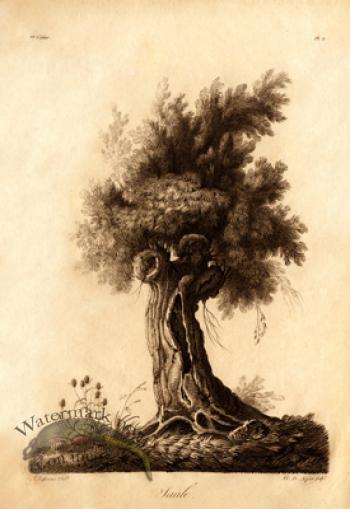 Defiennes Trees 02 S